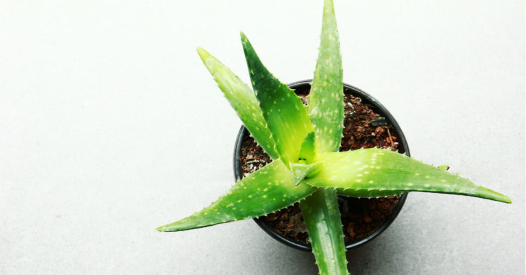 aloe vera