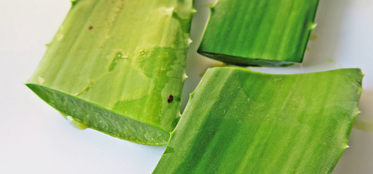 aloe vera