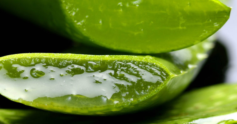 Aloe vera para los hongos