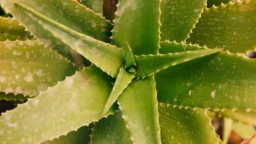 aloe vera para el estrenimiento