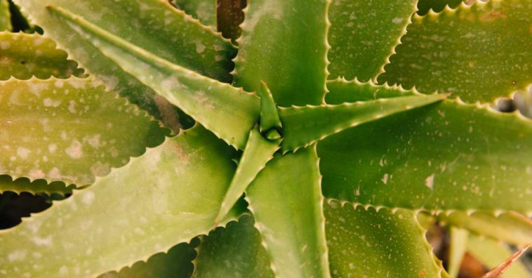 aloe vera para el estrenimiento