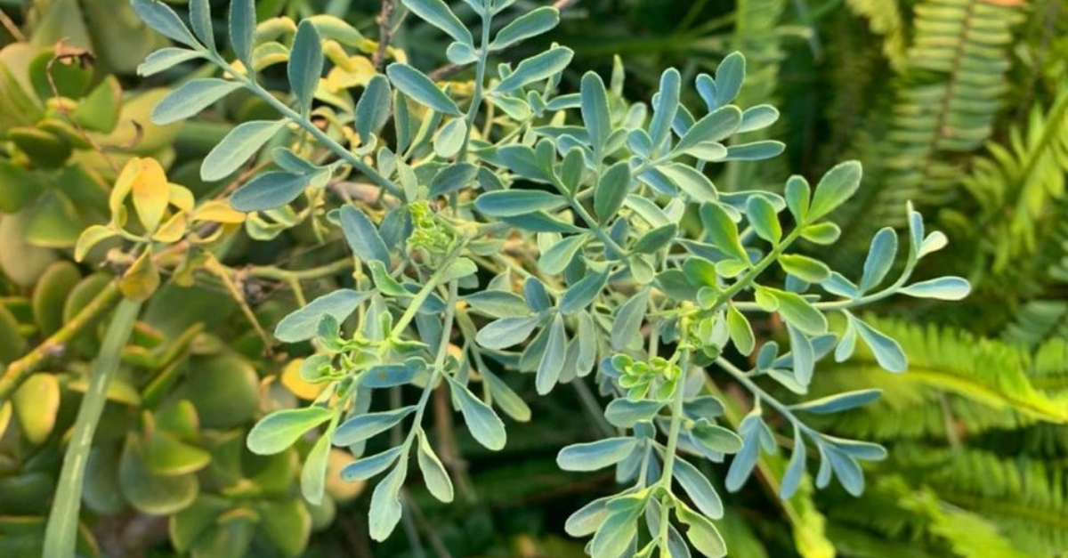 Beneficios espirituales de la ruda y cómo usar la planta para protegerse