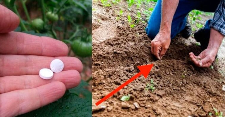 aspirina para el cuidado de las plantas del jardín
