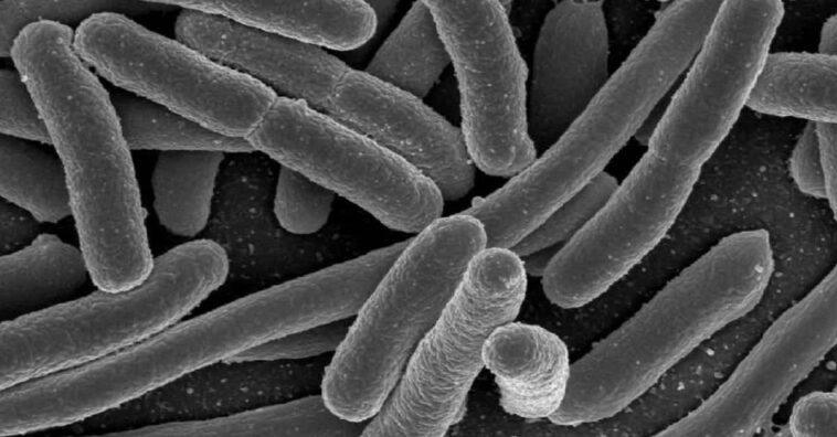 Elimina esta bacteria de tu estómago