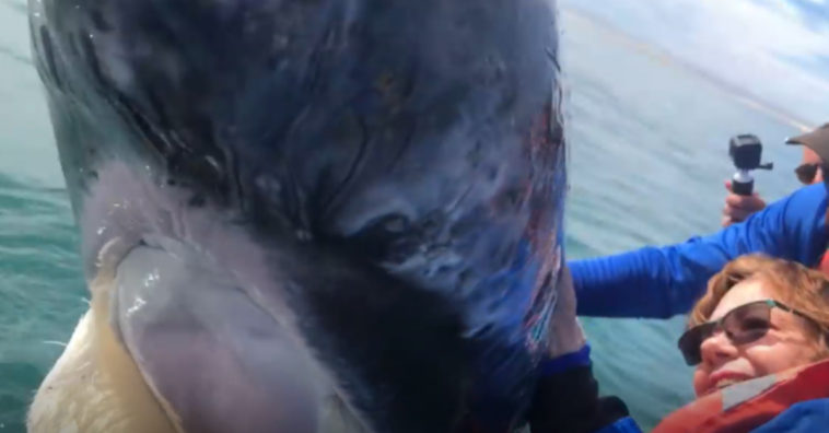 ballena se acerca al barco