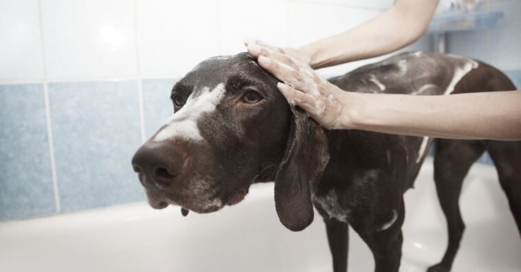 bañar a un perro en casa