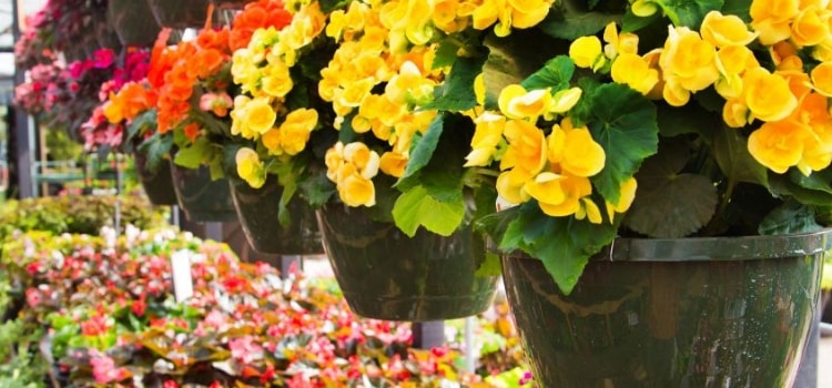 begonias