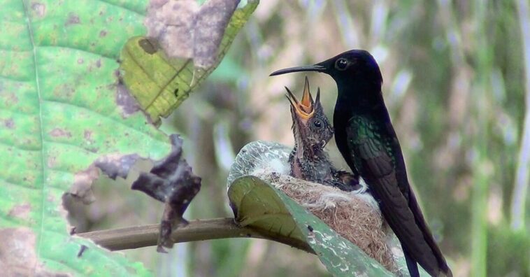 colibríes pueden estar en peligro