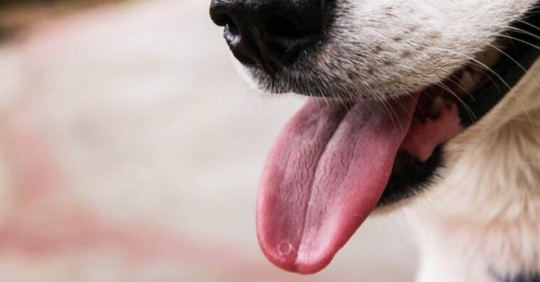 beso de un perro