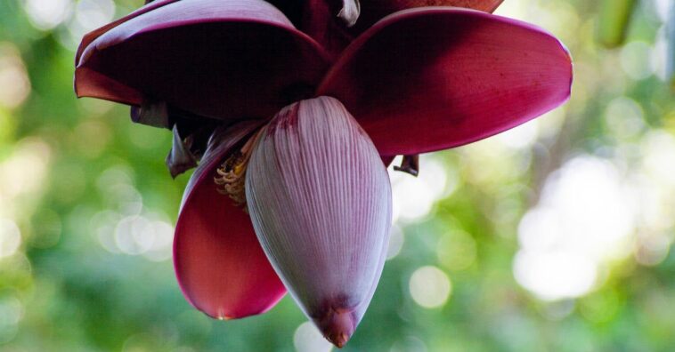 flor del platanero