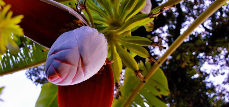 flor del platanero