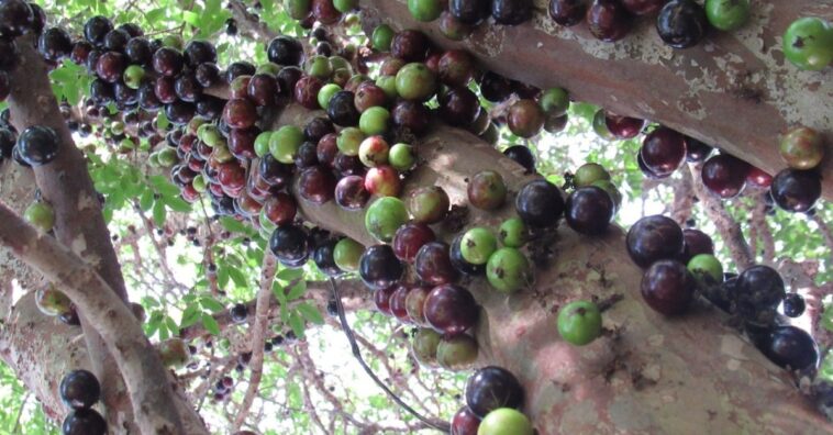 yabuticaba