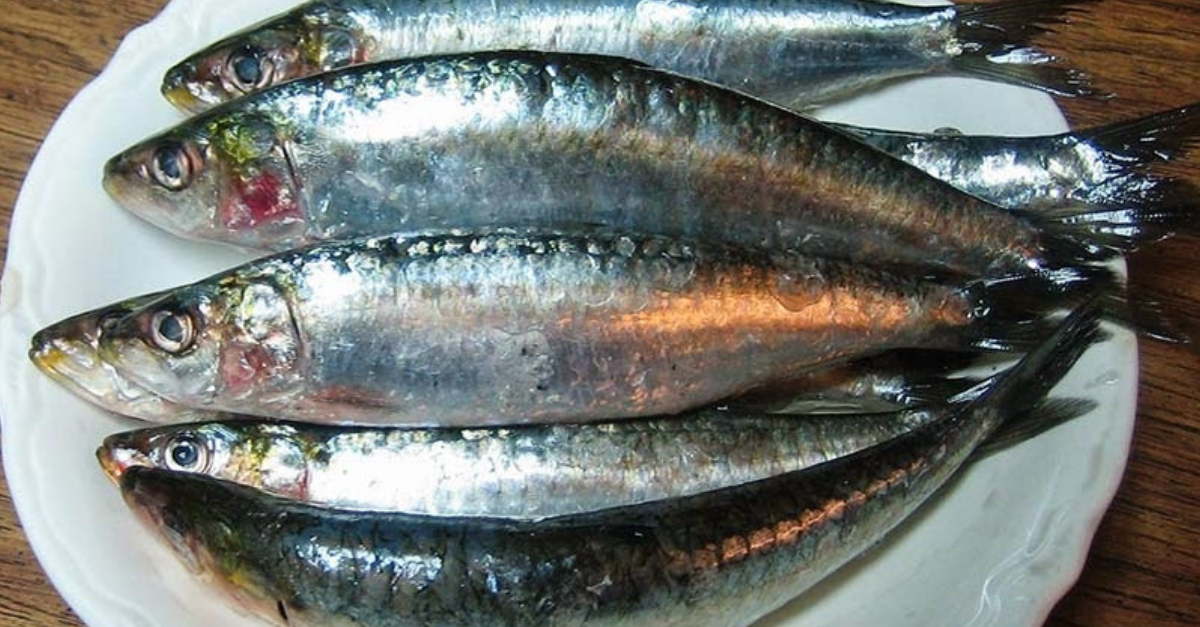 5 Beneficios de las sardinas para la salud