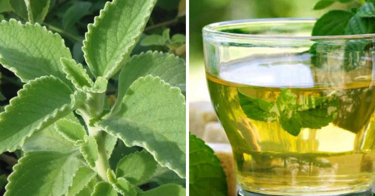 ¿Qué es el boldo y para qué sirve? Aprende cómo plantarlo en casa