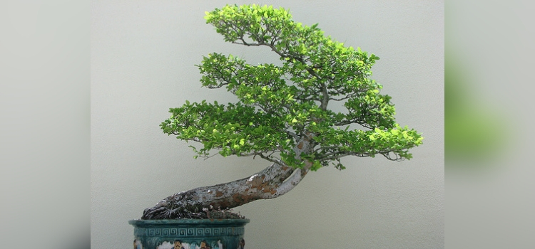 hacer un bonsái 