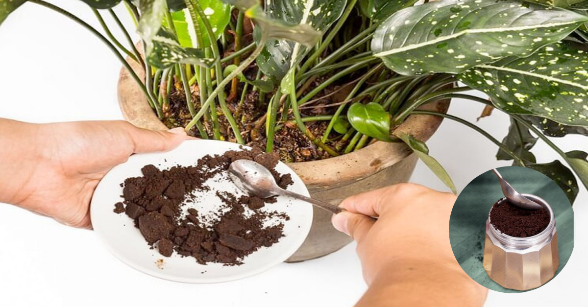 Cómo usar la borra de café en las plantas