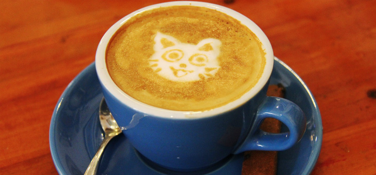 borra del cafe gatos usos