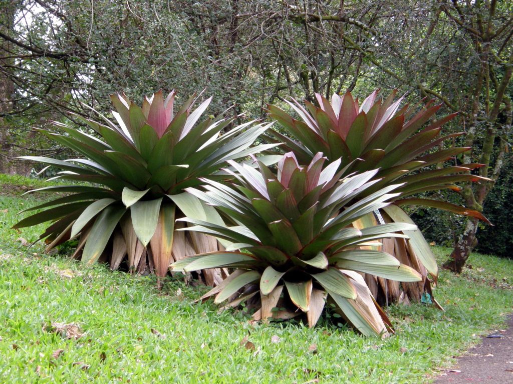 Bromelia