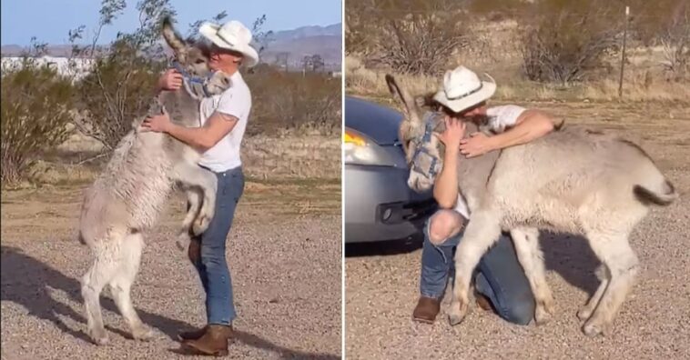 burro adoptado actúa igual que un perro cuando ve que su padre está en casa