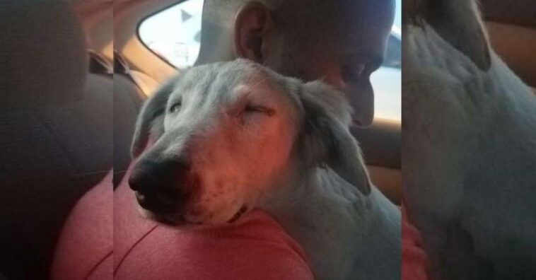 cachorro callejero se tranquiliza por primera vez cuando se da cuenta que se lo llevan a casa