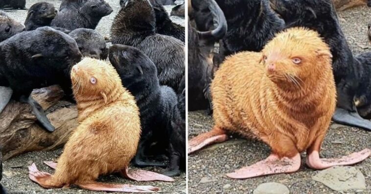 cachorro de foca colorín