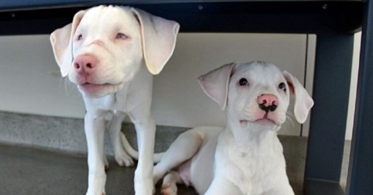 cachorro de un refugio cuida a su hermana sorda y ciega como si fuera un perro lazarillo