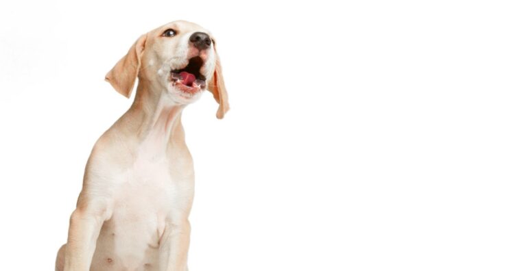 perro ladra mucho