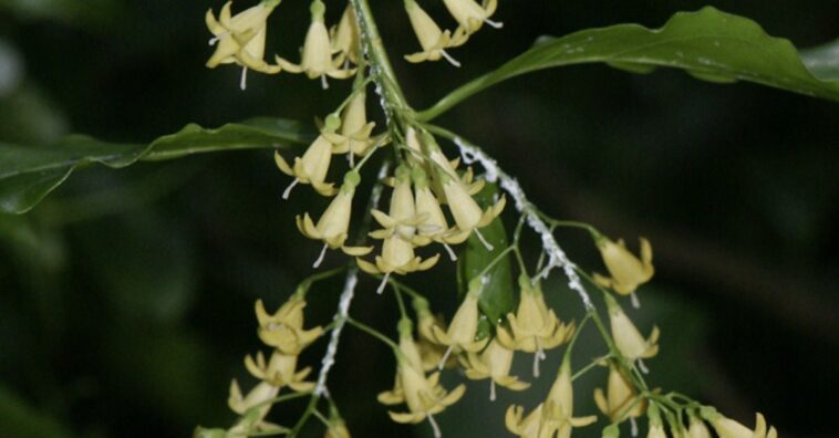 Chiococca alba