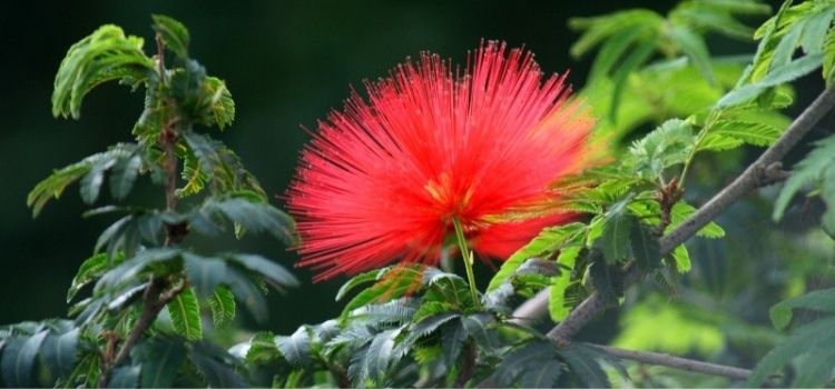 Plantas que atraen a las mariposas y a los colibríes