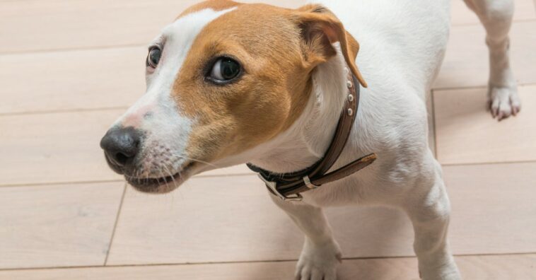 perros pueden identificar a las personas malas