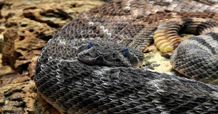 una serpiente muerde a un bebé de un año