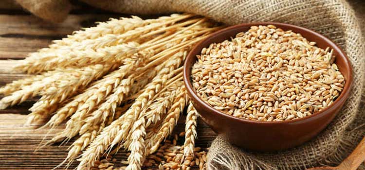cereales integrales germen trigo
