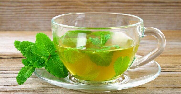 té de menta para perder peso