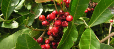 té de aroeira