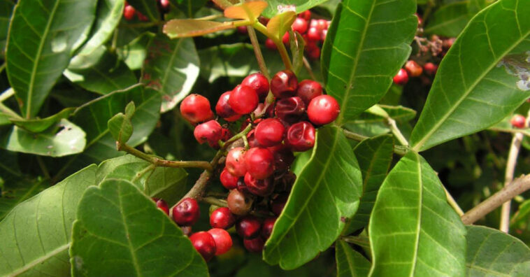 té de aroeira