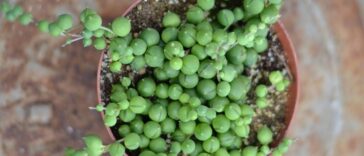 Bolitas colgantes
