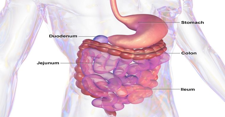 alimentos para limpiar el colon