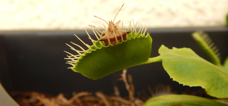 plantas carnívoras mas grandes