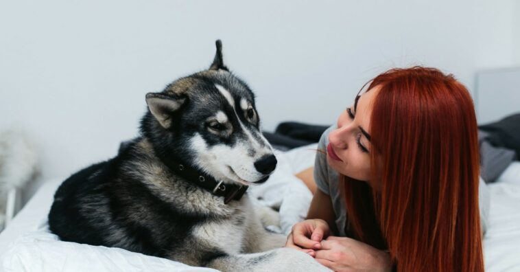 cuidados que se deben tener con los perros ancianos