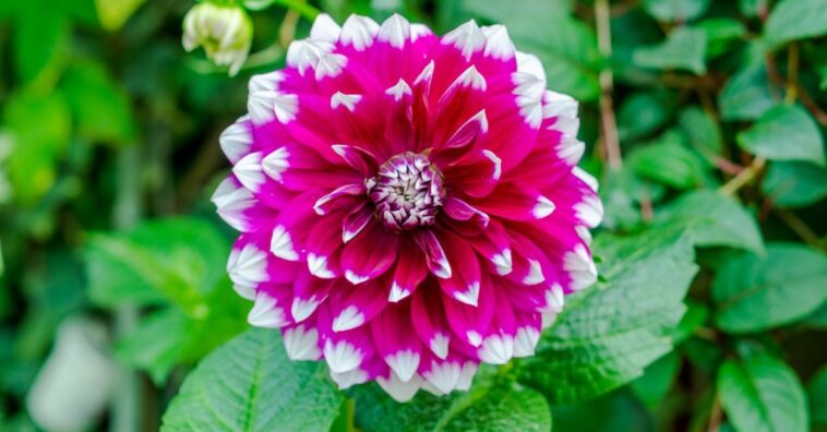 Dahlia