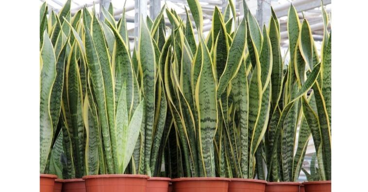 planta espada de San Jorge en casa