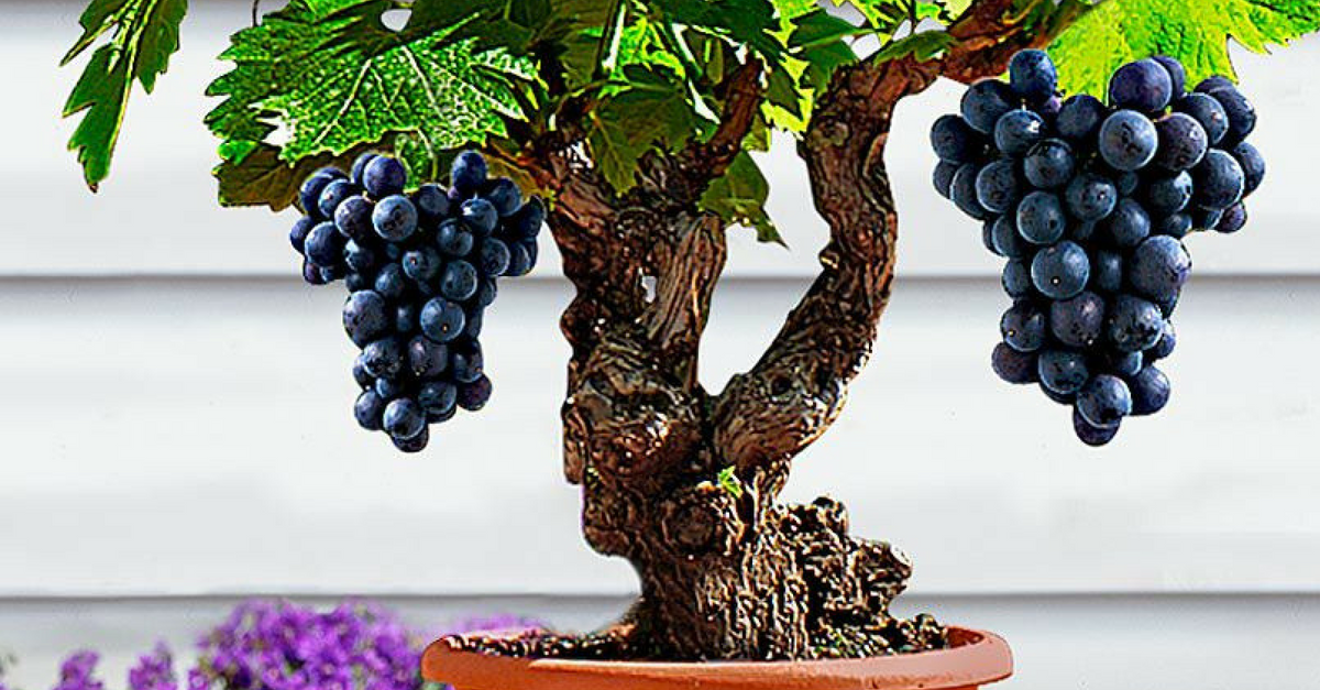 Cómo cultivar uvas en casa paso a paso