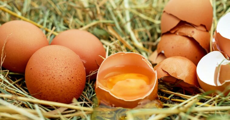 huevos contaminados