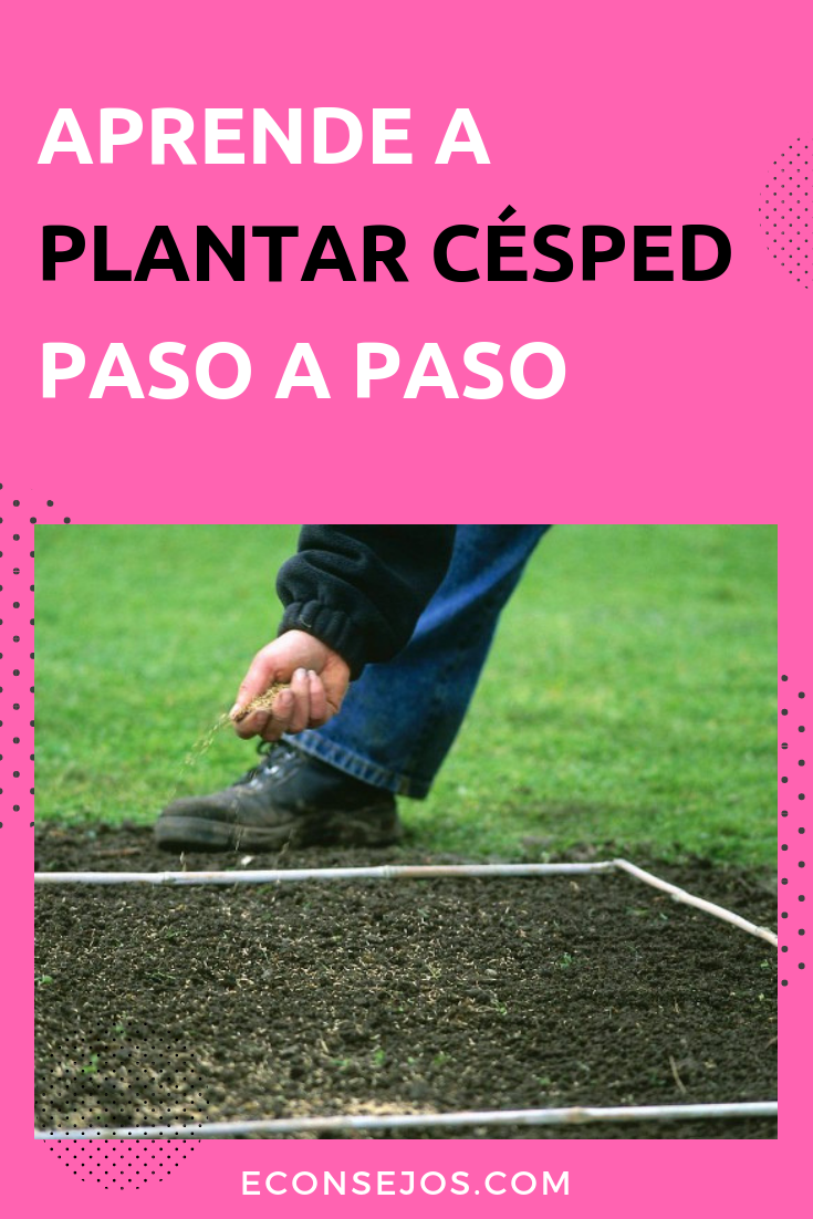 Cómo plantar césped