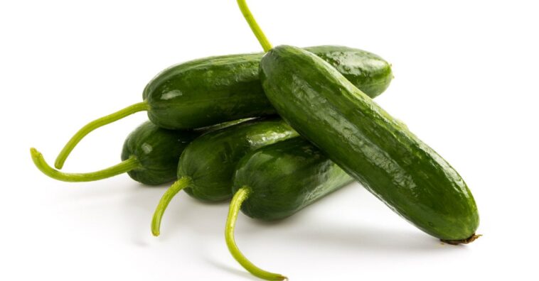 Cómo plantar pepino