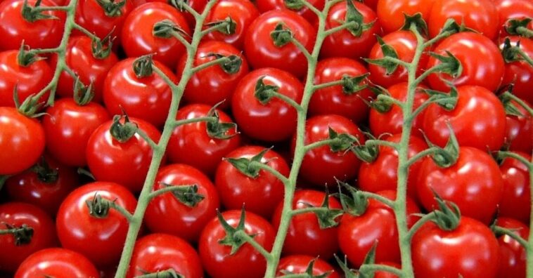 Cómo plantar tomates cherry en macetas