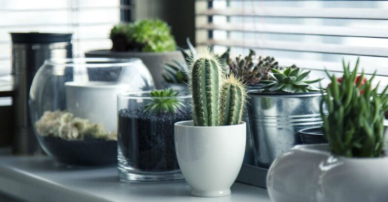 recuperar las plantas que están marchitas