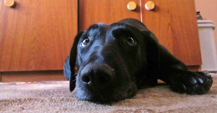 perro tiene fiebre