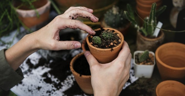 borra de café en las plantas