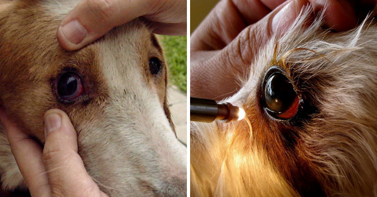 Síntomas y cómo tratar la enfermedad conocida como conjuntivitis canina